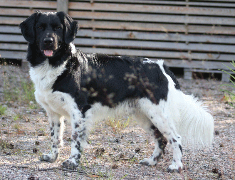 LT JUCH FI JV-15 Coastal Stars Cor Hobbis Forte «Junnu»