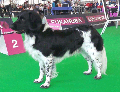 HeJW-17 HeW-17 Coastal Stars Granna Gustav «Rio»