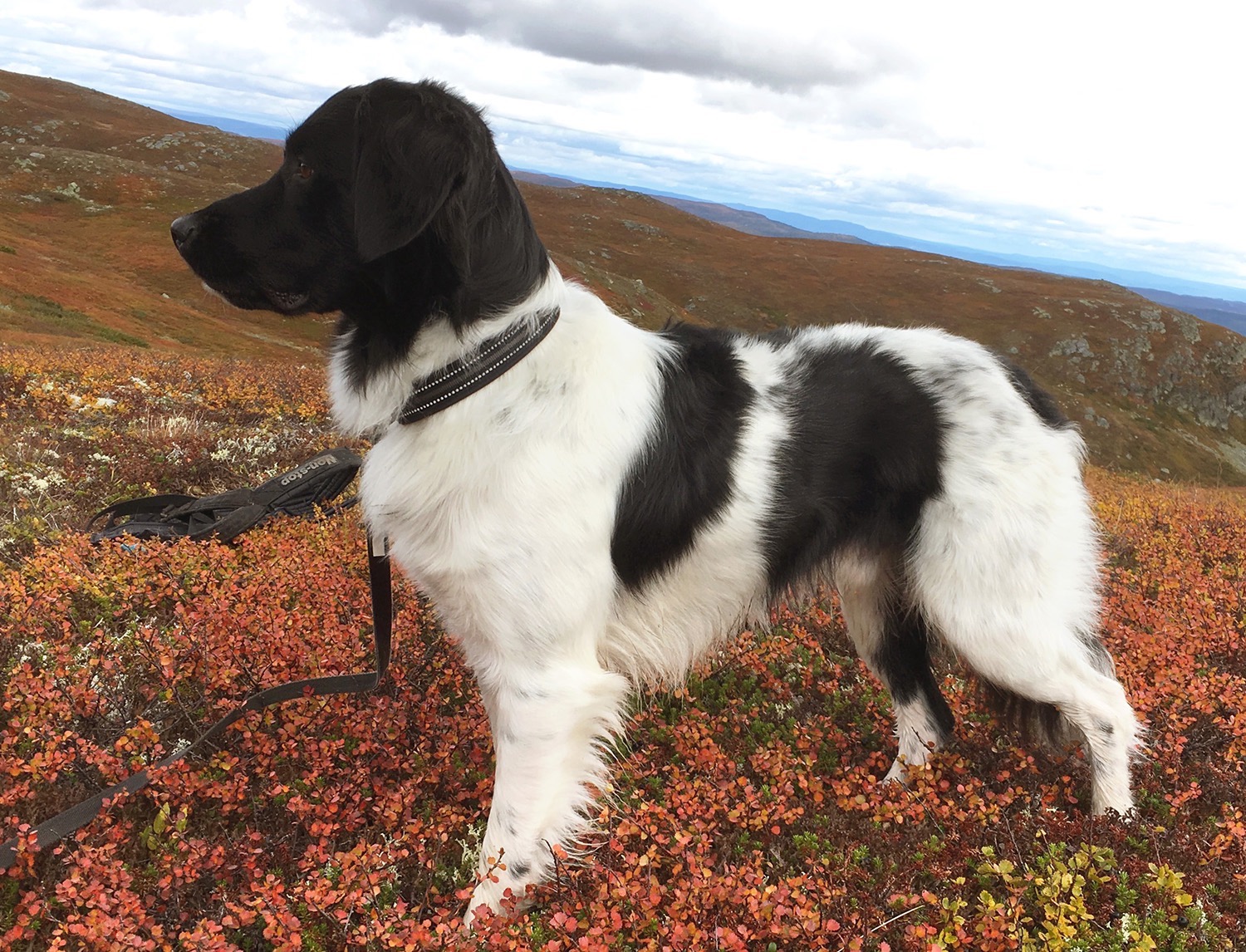 Bindjigårdens Zalto Bindjigårdens Zalto