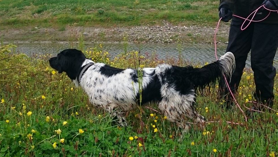 Stabijhouns plassering i gruppe 7