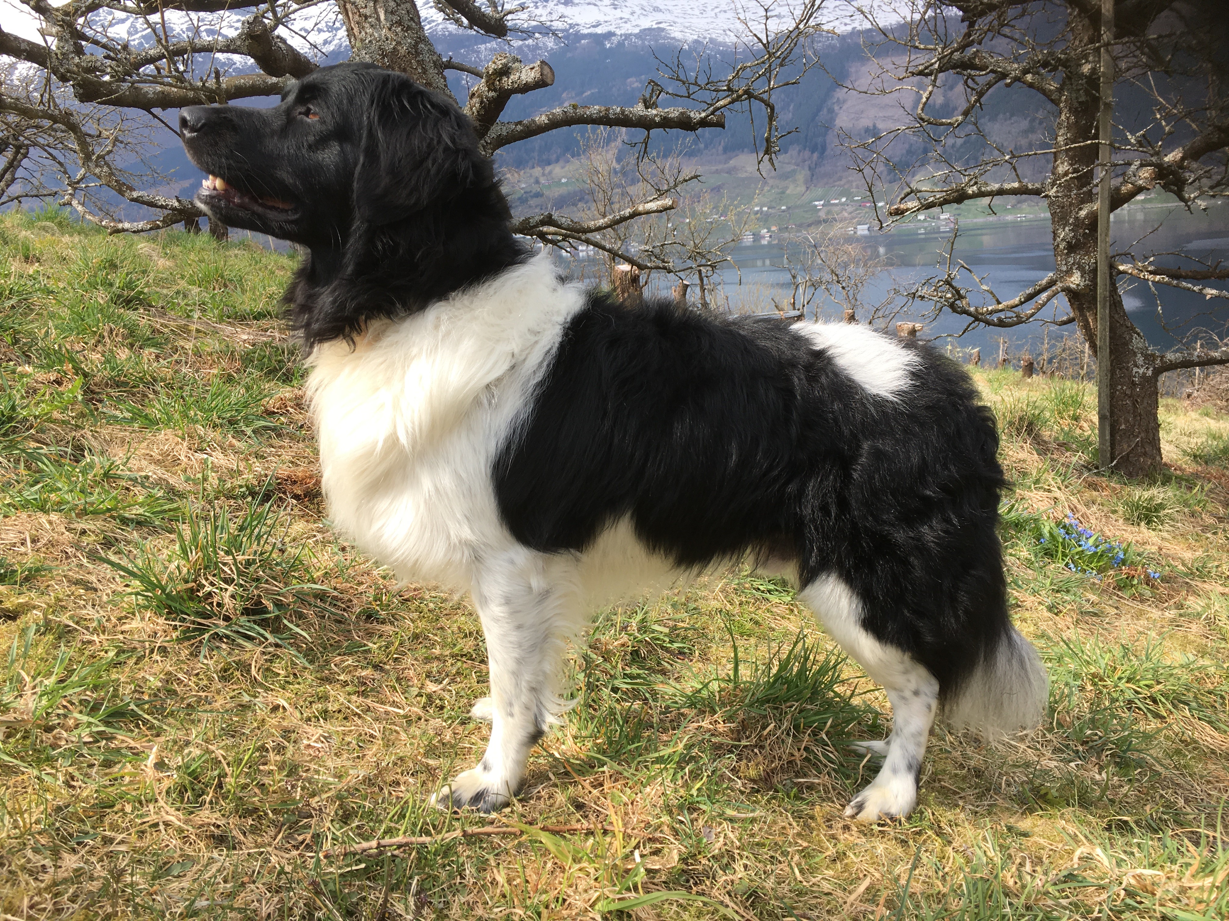 Bindjigårdens Zalto Bindjigårdens Zalto