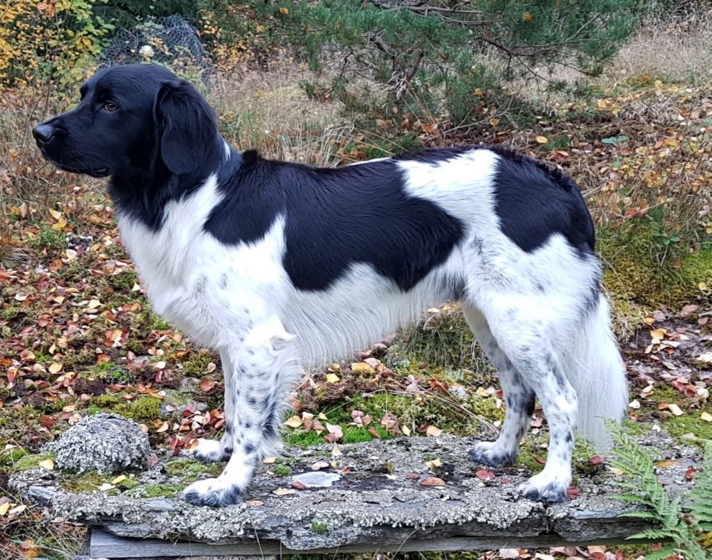 Mieser2 FI54128/12 N VCH Storm