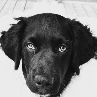 Ajax