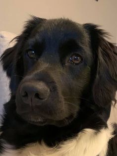 Alba