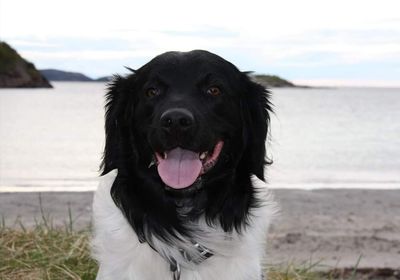 Chico