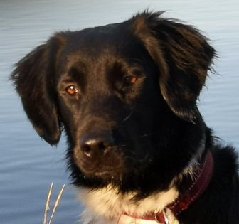 Dottie