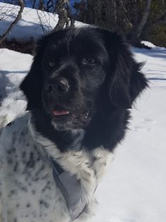 Frida2
