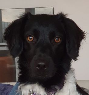 Lærke