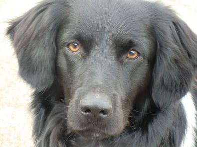 Milo