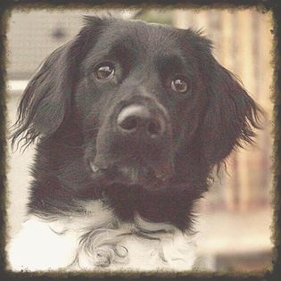 Molly