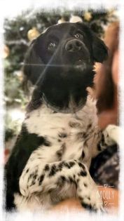 Molly2