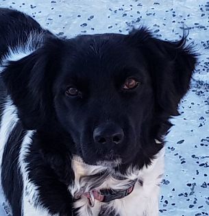 Ronja