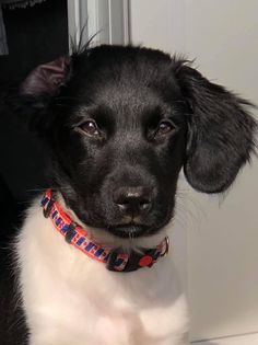 Stella