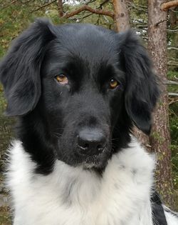 Vilja