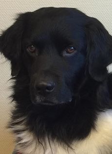 Zorro