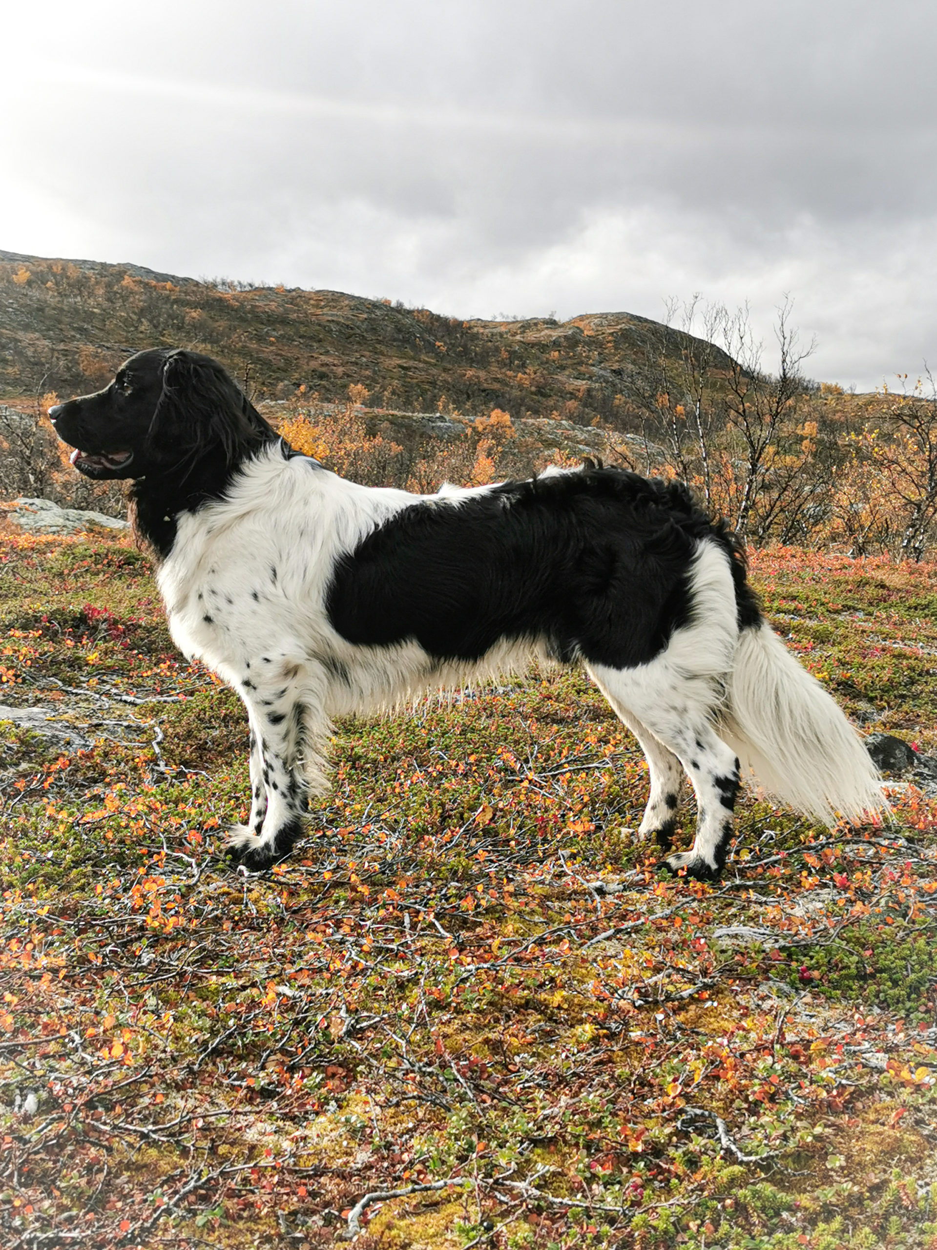 Isak_ NHSB2731606 Jilles Fledder Ùt It Hounen Hùs