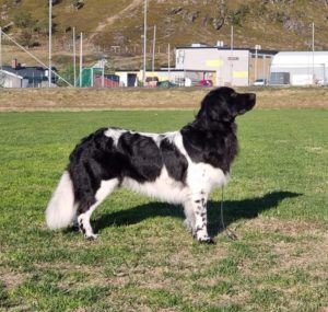 Isak1 NHSB2731606 Jilles Fledder Ùt It Hounen Hùs