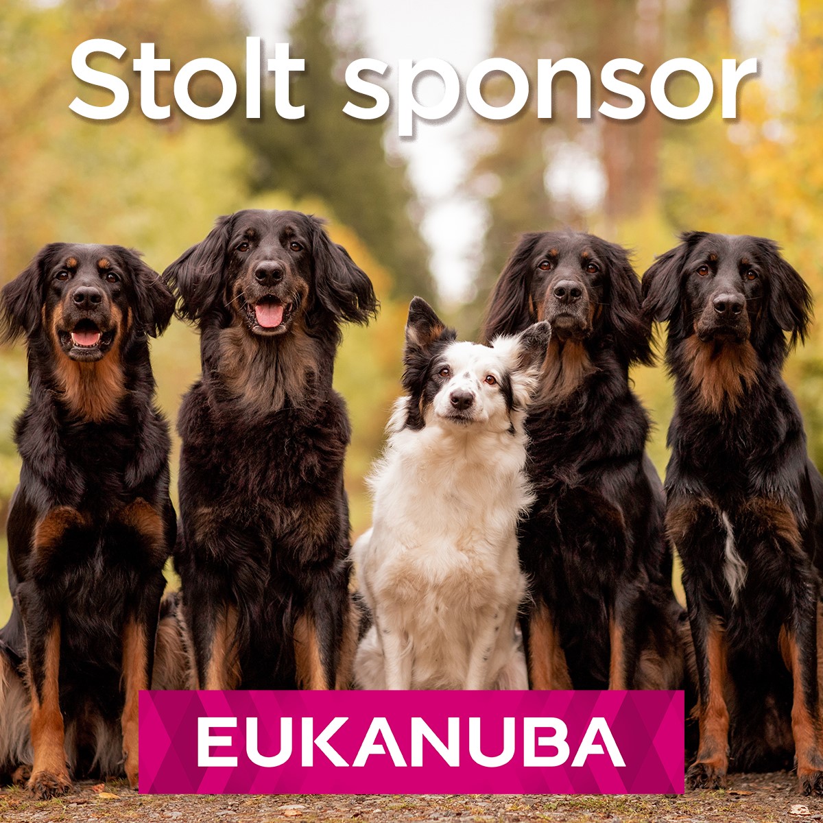 Stolt sponsor Eukanuba (høst)